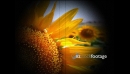 Sunflowers 1 1151